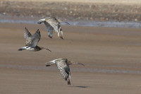 Kenfig Nature Reserve